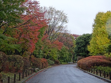 写真：西大通りから見るモミジ林とイチョウ