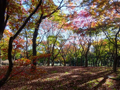 写真：もみじ林