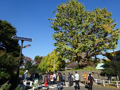 写真：イチョウの巨樹