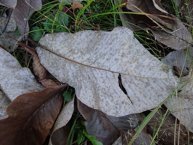 写真：ホオノキの大きな葉