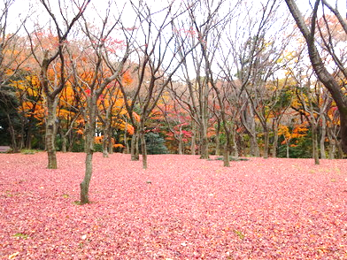 環境省 冬紅葉 ふゆもみじ