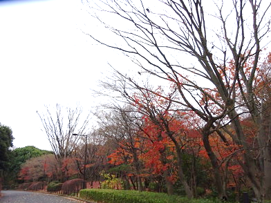 写真：紅葉も終わり葉を落とすモミジ林