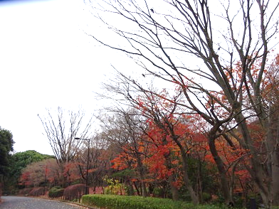 環境省 冬紅葉 ふゆもみじ