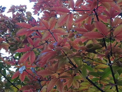 写真：目薬の紅い葉のアップ