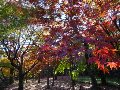 写真：ヤマモミジの紅い葉の様子