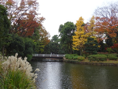 写真：振り返るとススキが美しい池に紅葉が映る風景が見えます