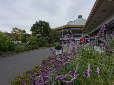 写真：武道館前の休憩所、奥に大イチョウ