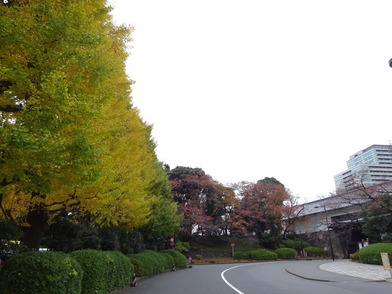 写真：田安門と銀杏、桜
