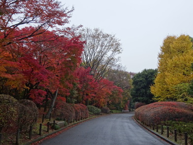 環境省 もみじ山 の紅葉が見頃です