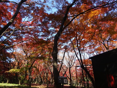 写真：紅葉するこの木の全景