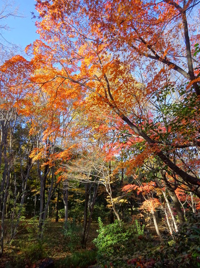 写真：：黄葉したオオモミジ