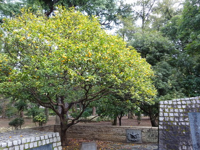 写真：近衛歩兵第二聯隊碑の中ノ橘の樹の様子