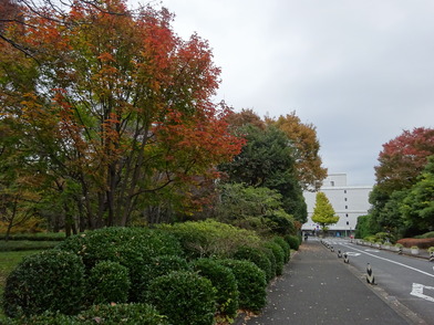 写真：科学技術館前のみちにあるメグスリノキノ紅葉