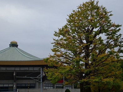 写真：大イチョウと武道館