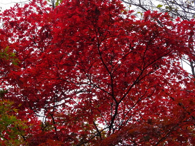 写真：真っ赤に染まった葉の様子