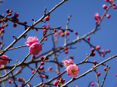 梅の花