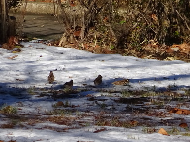 集団で雪上を歩く小鳥