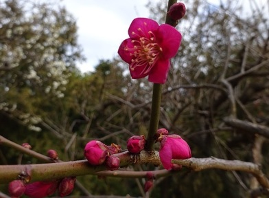 紅い花