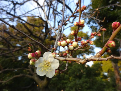 露場近くの白梅アップ