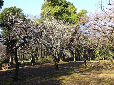 梅林の紅白梅