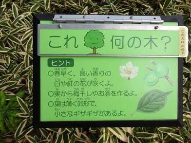 緑の梅の花 大阪城 梅林2024｜花と緑｜特別史跡 大阪城公園