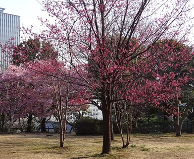 花木園のカンヒザクラ２