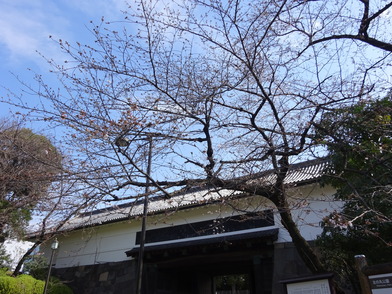 田安門公園内ソメイヨシノの様子