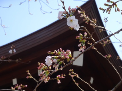 靖国神社ソメイヨシノ