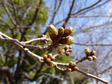 北の丸公園芝生広場のソメイヨシノ