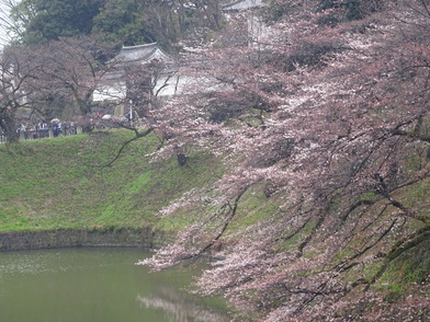 田安門、千鳥ヶ淵桜