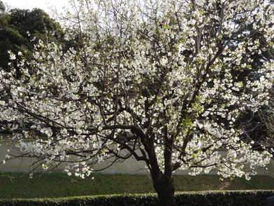 .代官町通りオオシマザクラ（大島桜）