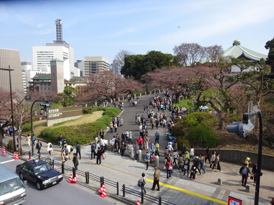 田安門前のソメイヨシノ