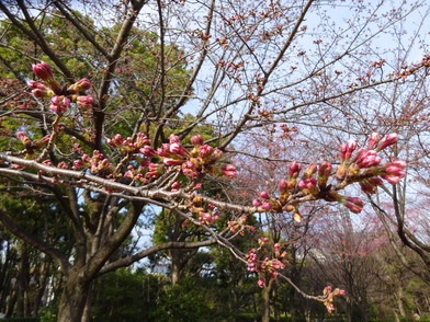 北の丸公園内のソメイヨシノ