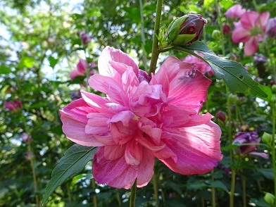 ムクゲ八重咲きの花の写真