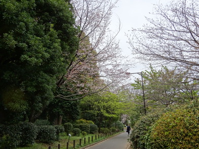 花木園中通りヤマザクラ