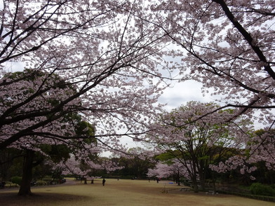 北の丸公園芝生広場に広がるソメイヨシノの写真