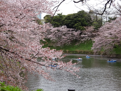 千鳥ヶ淵の桜の様子の写真