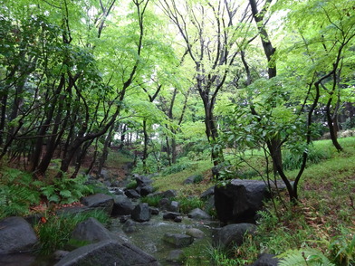 流れの雨の風景写真