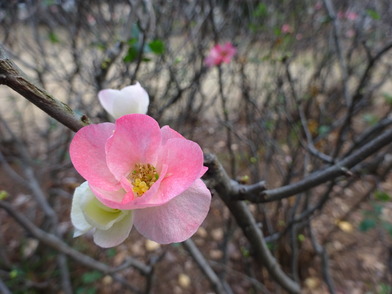 カンボケの花の写真