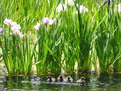 ハナショウブの写真