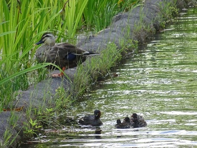 カイツブリの赤ちゃんが気になる様子のカルガモの写真