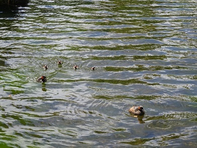 家族で泳ぐカイツブリno syasinn 