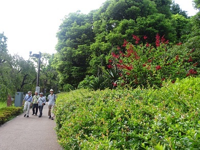 サンゴシトウの花風景の写真