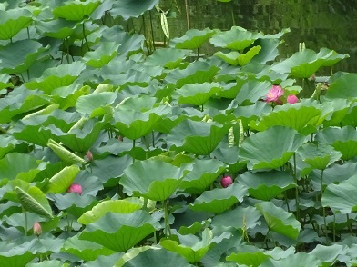 ハスの花も蕾もの写真