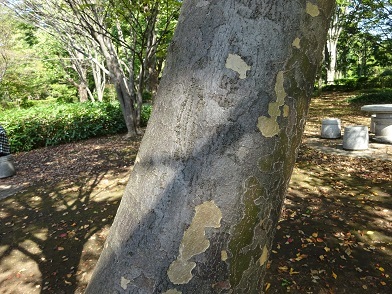 グリーンアドベンチャーNo.7樹皮の写真