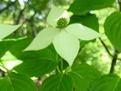 この花の和名の由来になっている僧兵の衣装をイメージさせる写真です。