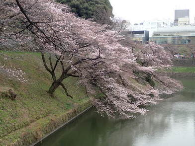 千鳥ヶ淵桜