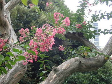 北の丸公園の花木園でさるすべりが咲いています。