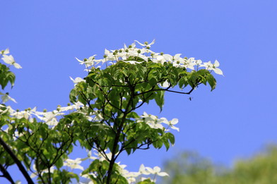 環境省 ヤマボウシ 山法師 の花が見頃です 環境省 ヤマボウシ 山法師 の花が見頃です