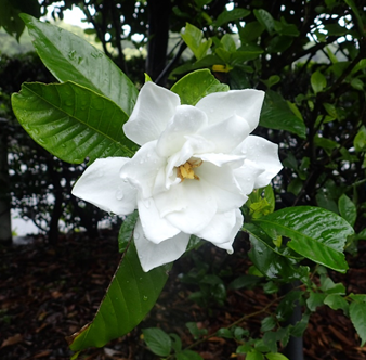 クチナシの花の写真